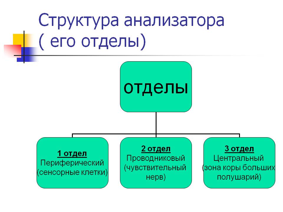 Структура анализатора