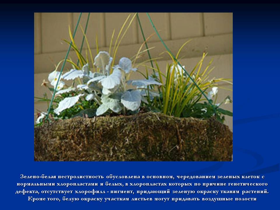 Пестролистность