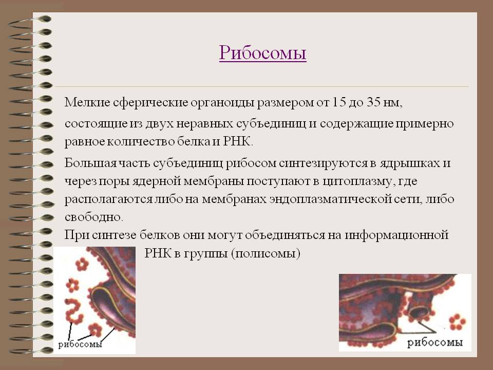 Мелкие сферические органоиды