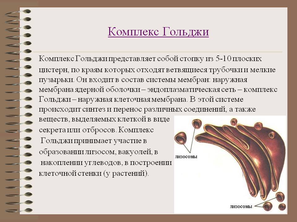 Комплекс Гольджи
