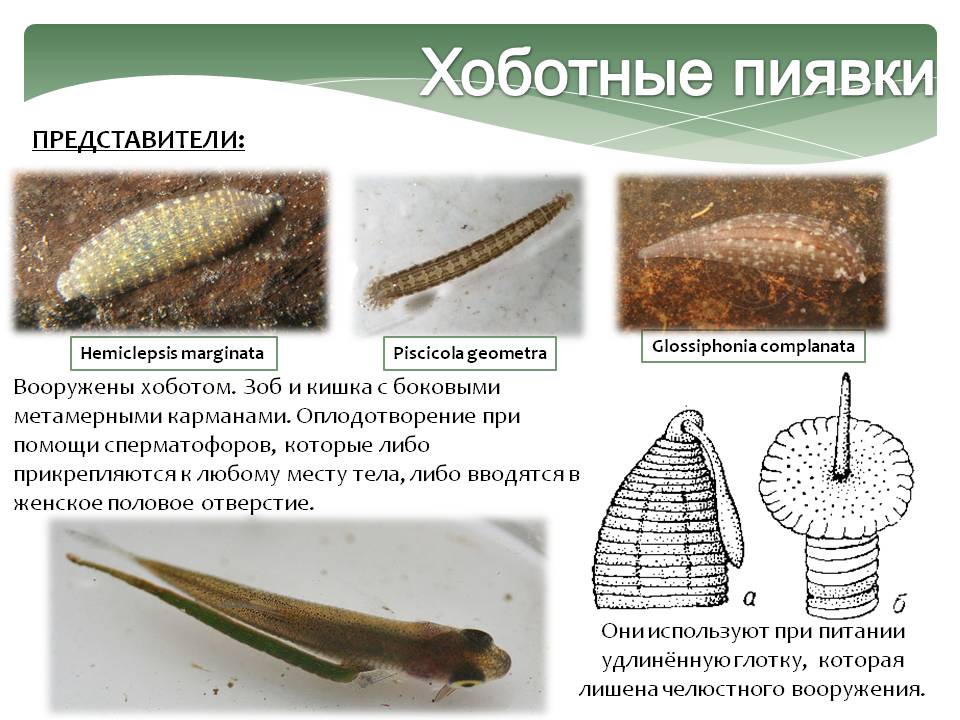 Хоботные пиявки