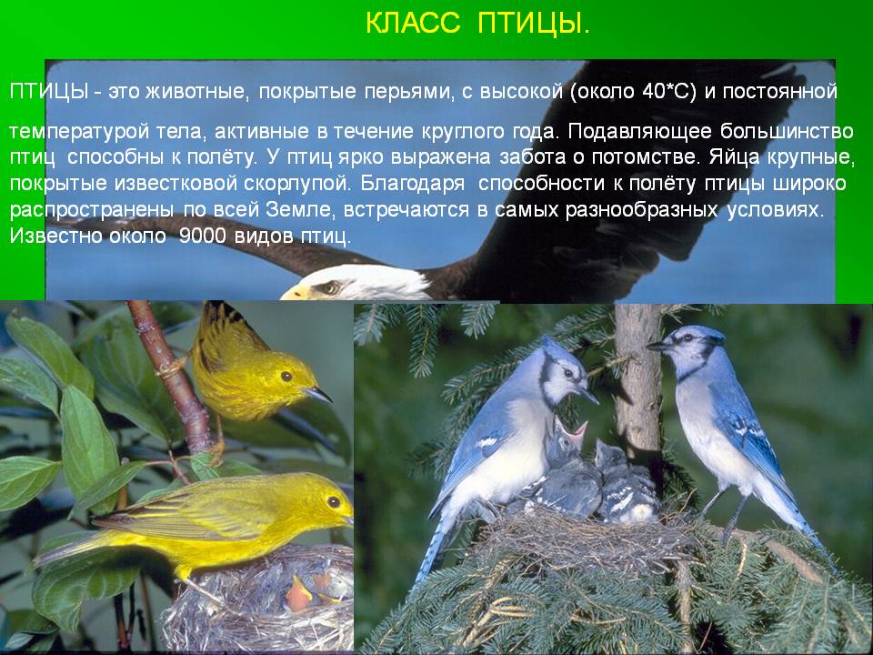 Класс птицы