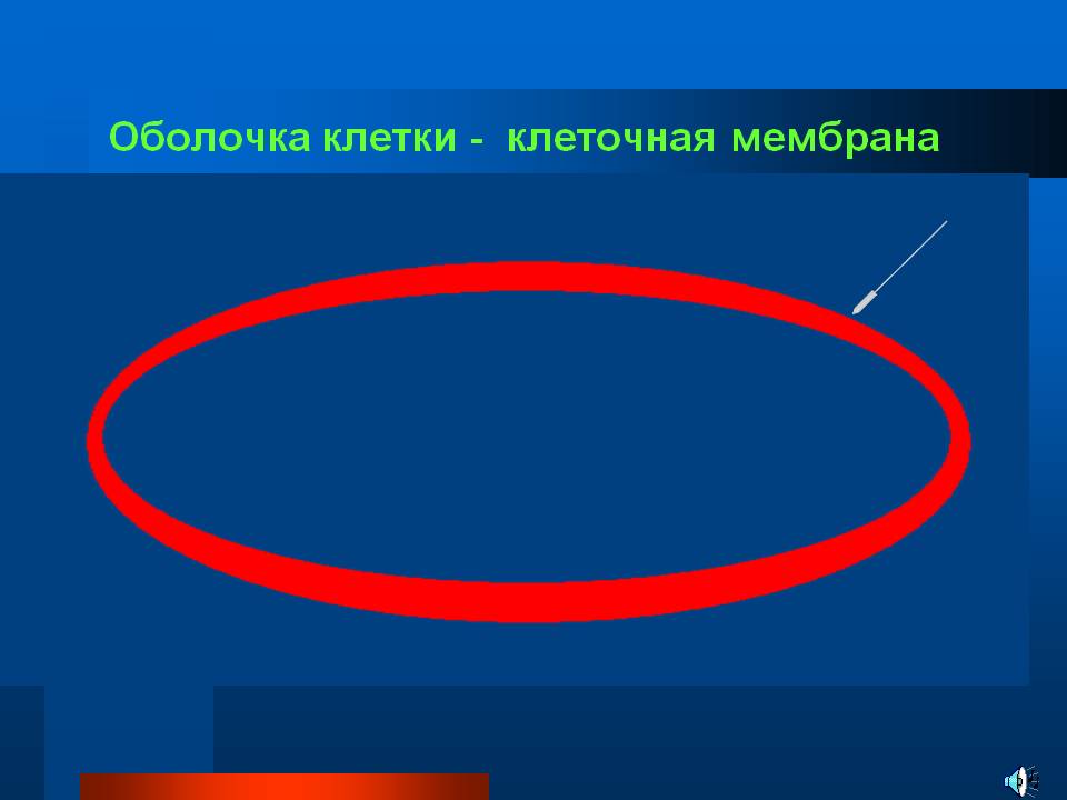 Оболочка клетки - клеточная мембрана