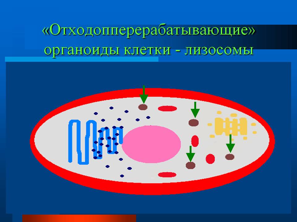 «Отходопперерабатывающие» органоиды клетки - лизосомы