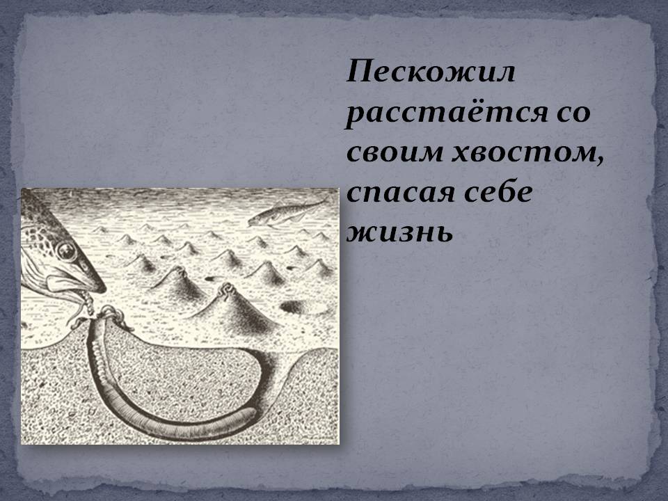 Пескожил расстаётся со своим хвостом, спасая себе жизнь