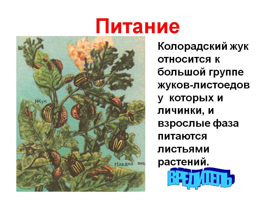 Питание