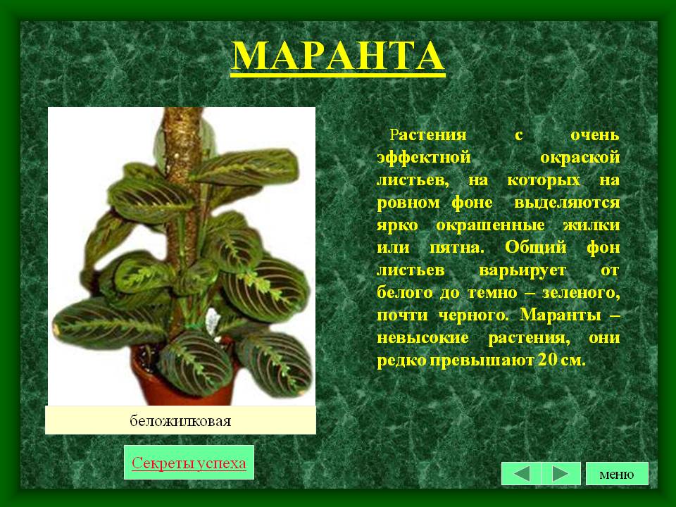 Маранта