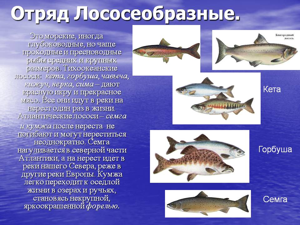 Отряд Лососеобразные