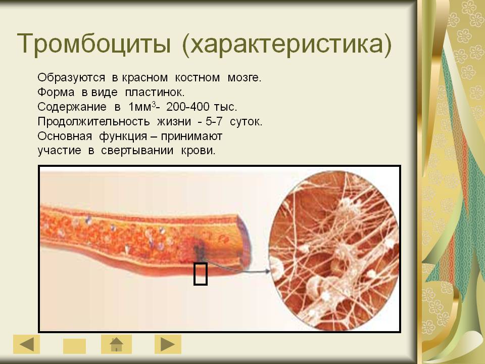 Тромбоциты