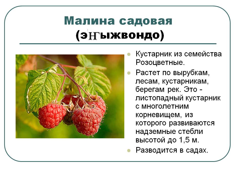 Малина садовая