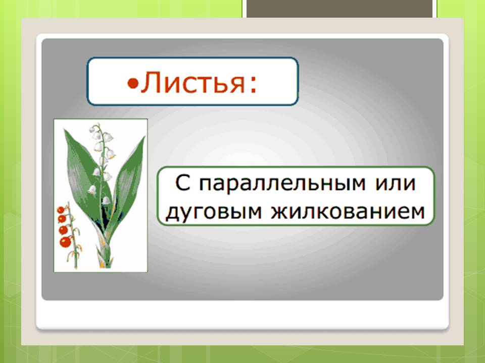 Лилейные растения