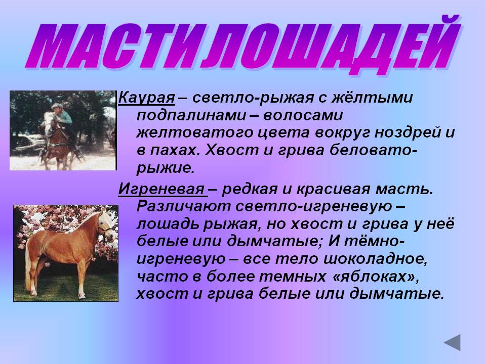 Масти лошадей