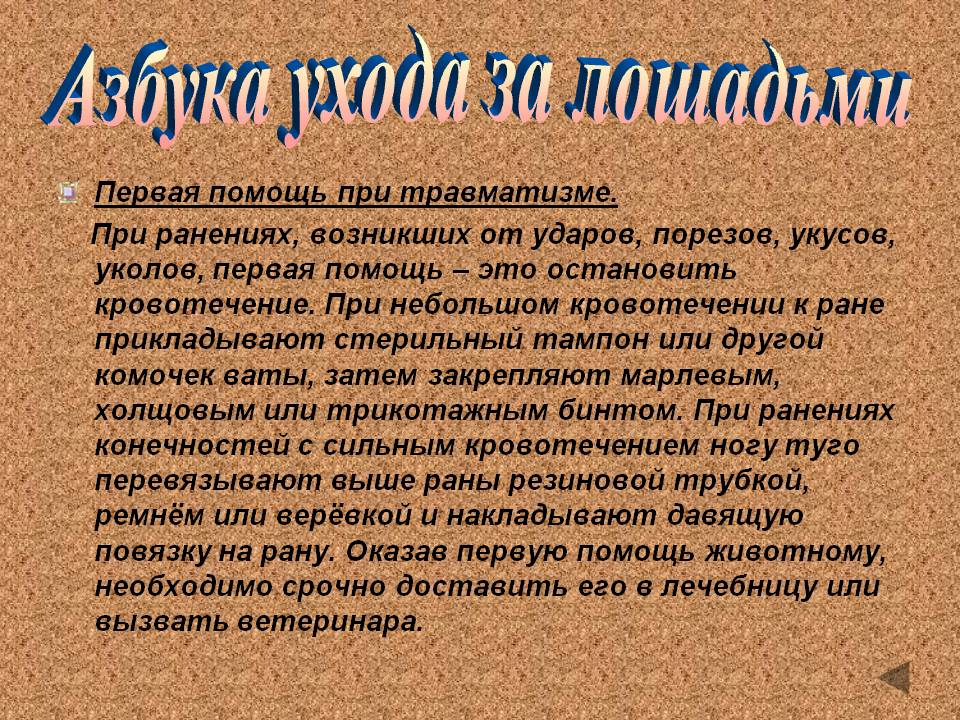 Азбука ухода за лошадьми