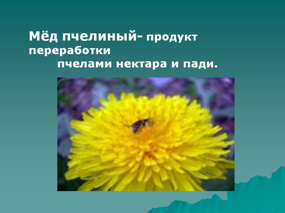 Мёд пчелиный- продукт переработки пчелами нектара и пади