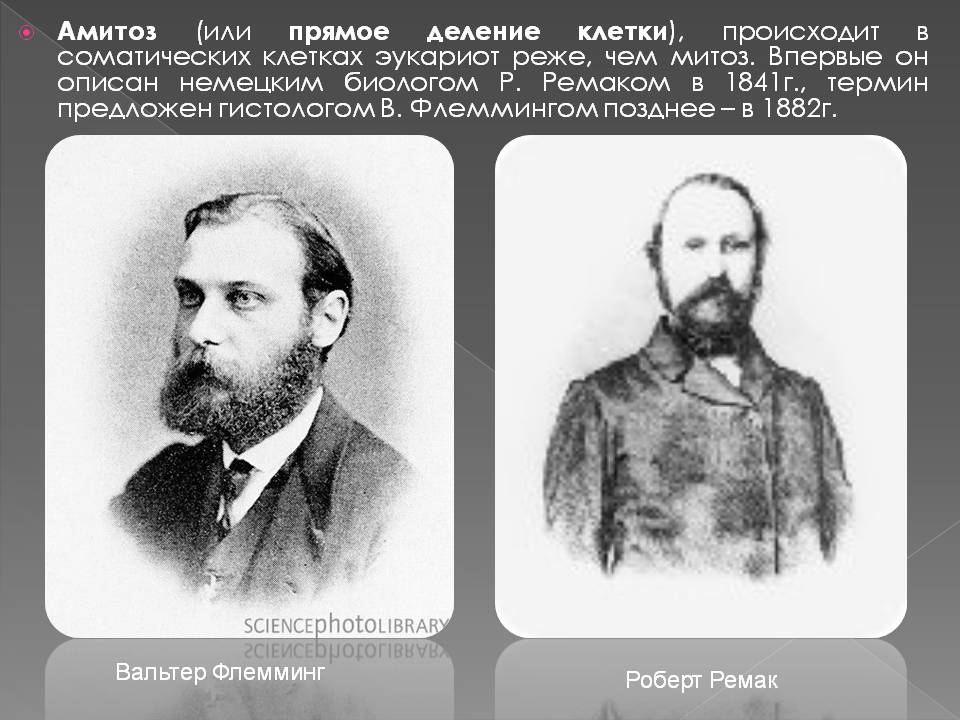 Амитоз (или прямое деление клетки), происходит в соматических клетках