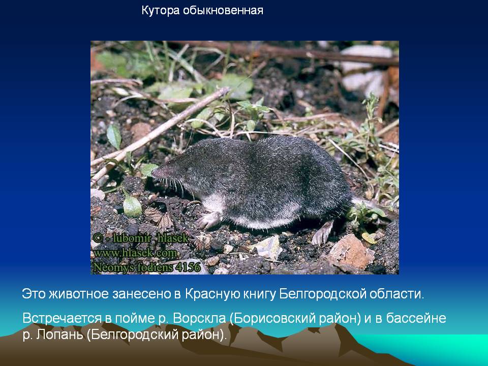 Кутора обыкновенная