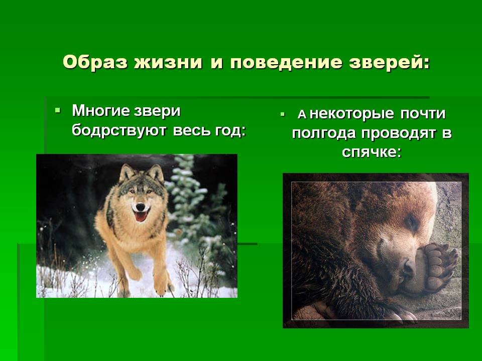 Образ жизни и поведение зверей: