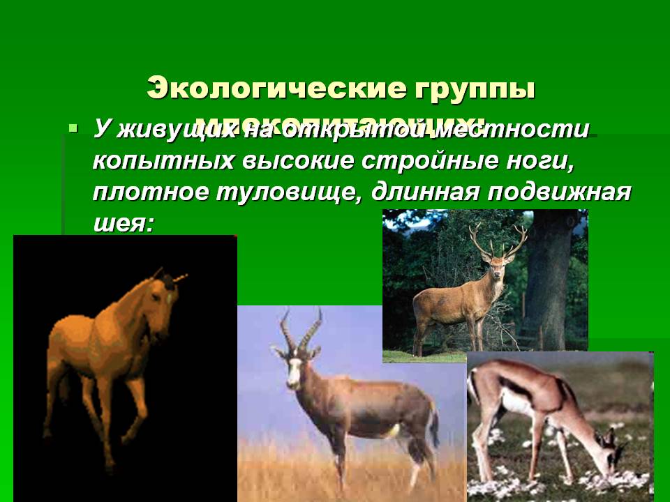 Экологические группы млекопитающих: