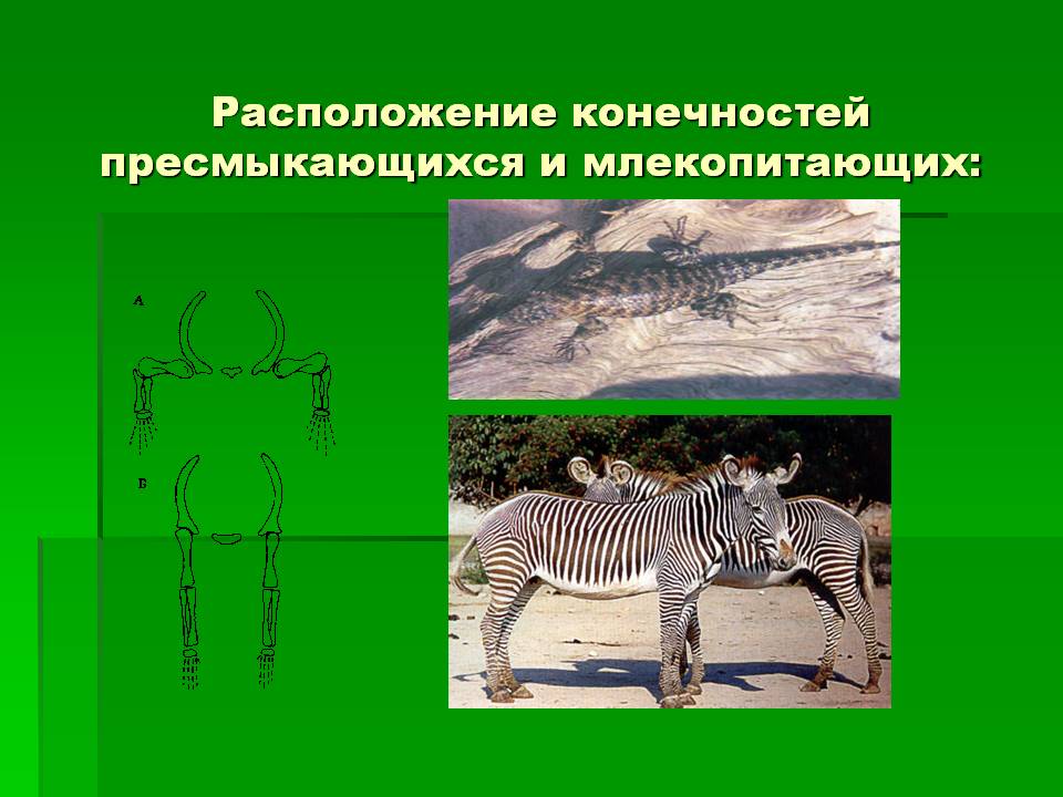 Расположение конечностей пресмыкающихся и млекопитающих: