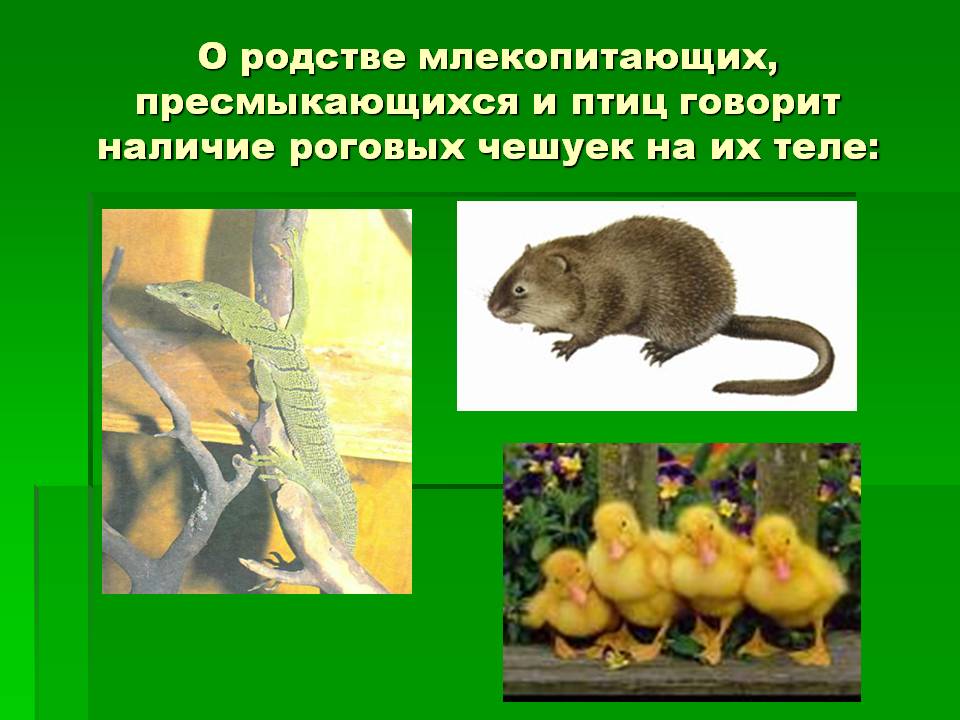 О родстве млекопитающих, пресмыкающихся и птиц говорит наличие роговых