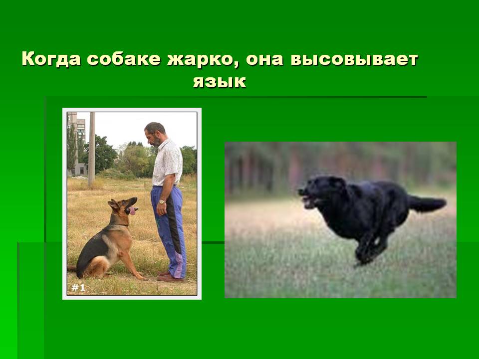 Когда собаке жарко, она высовывает язык