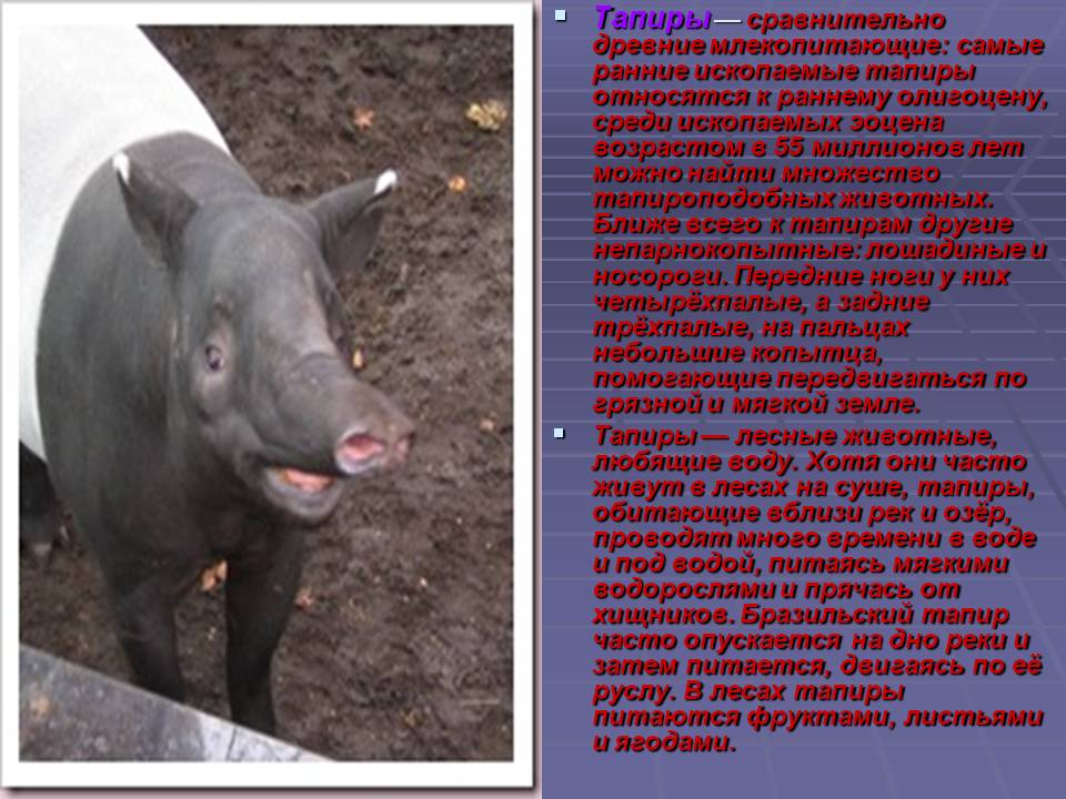 Древние млекопитающие