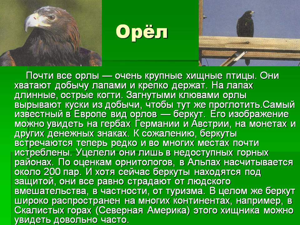 Орёл