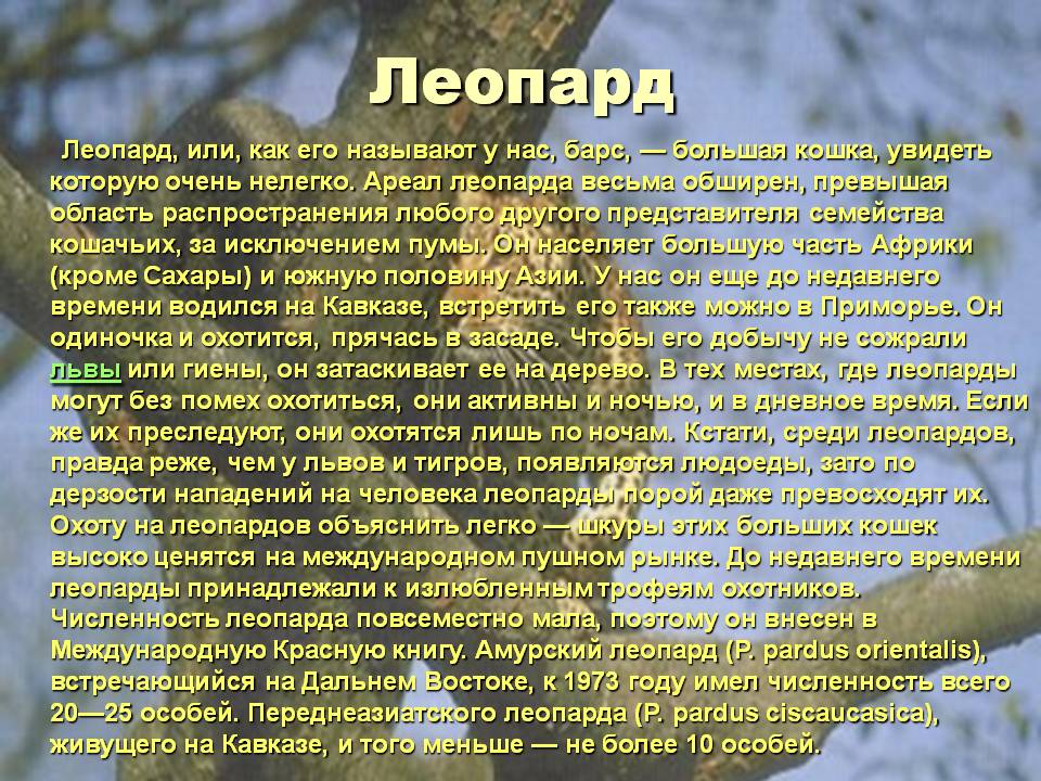 Леопард