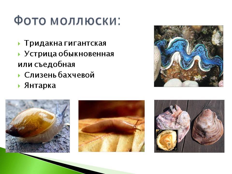 Фото моллюски: