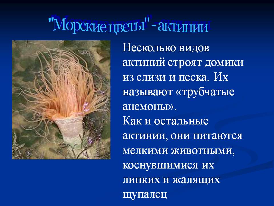 "Морские цветы" - актинии