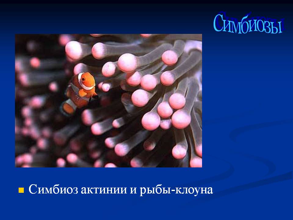 Симбиозы