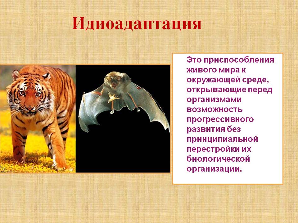 Идиоадаптация