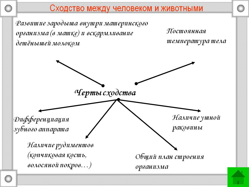 Сходство между человеком и животными