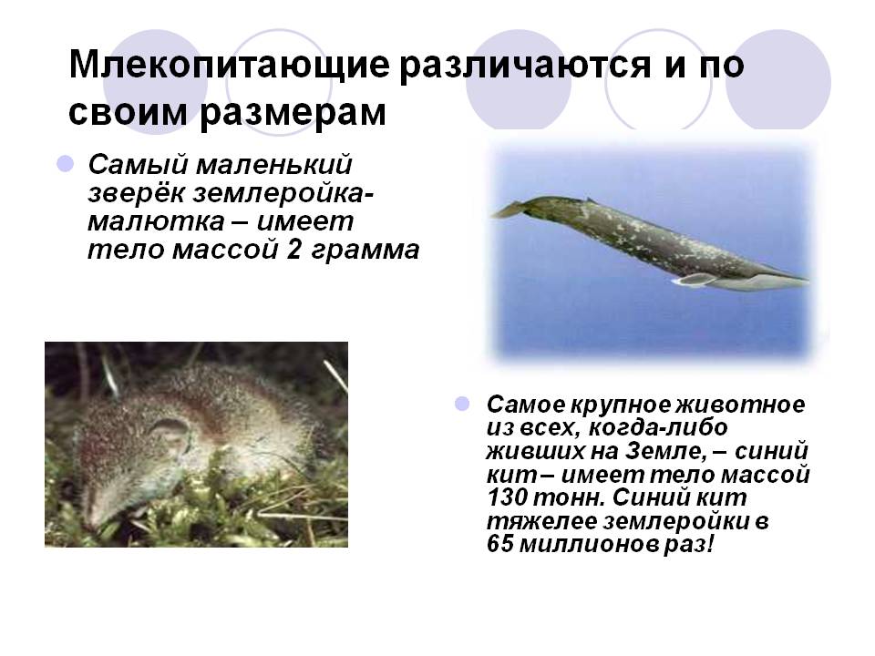 Млекопитающие различаются и по своим размерам