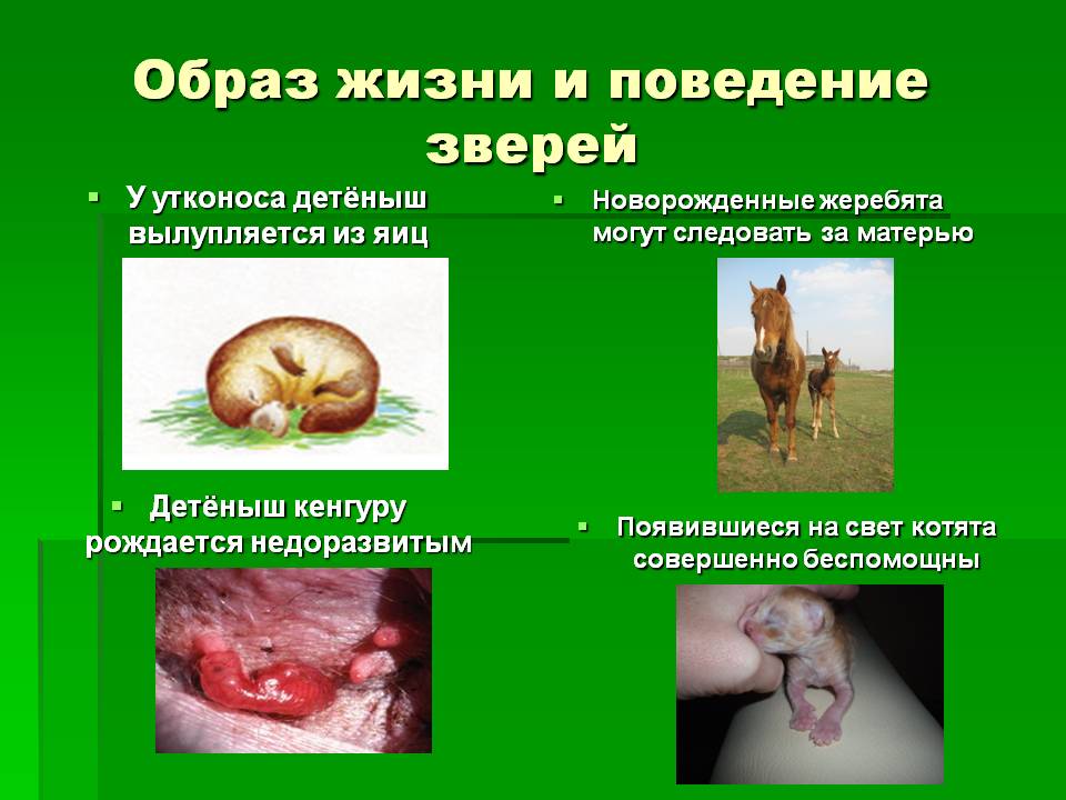 У утконоса детёныш вылупляется из яиц