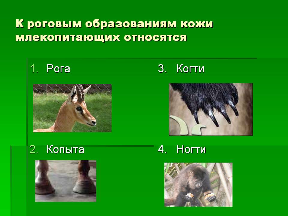 Рога