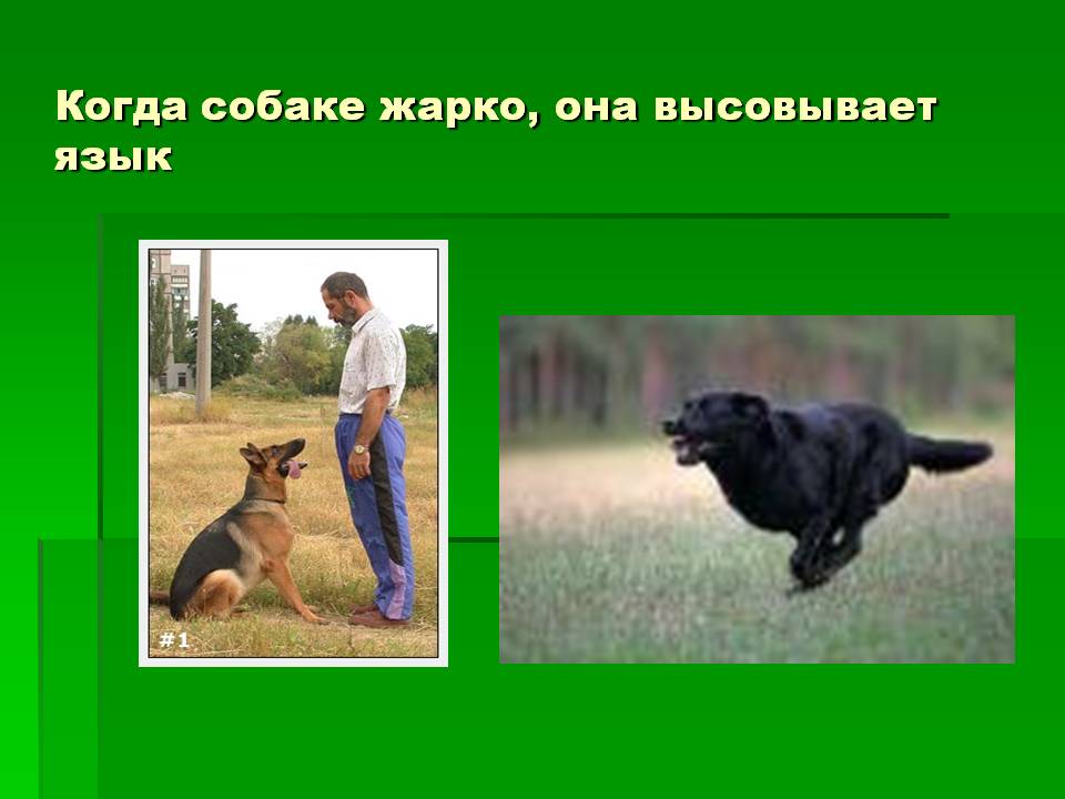 Когда собаке жарко, она высовывает язык