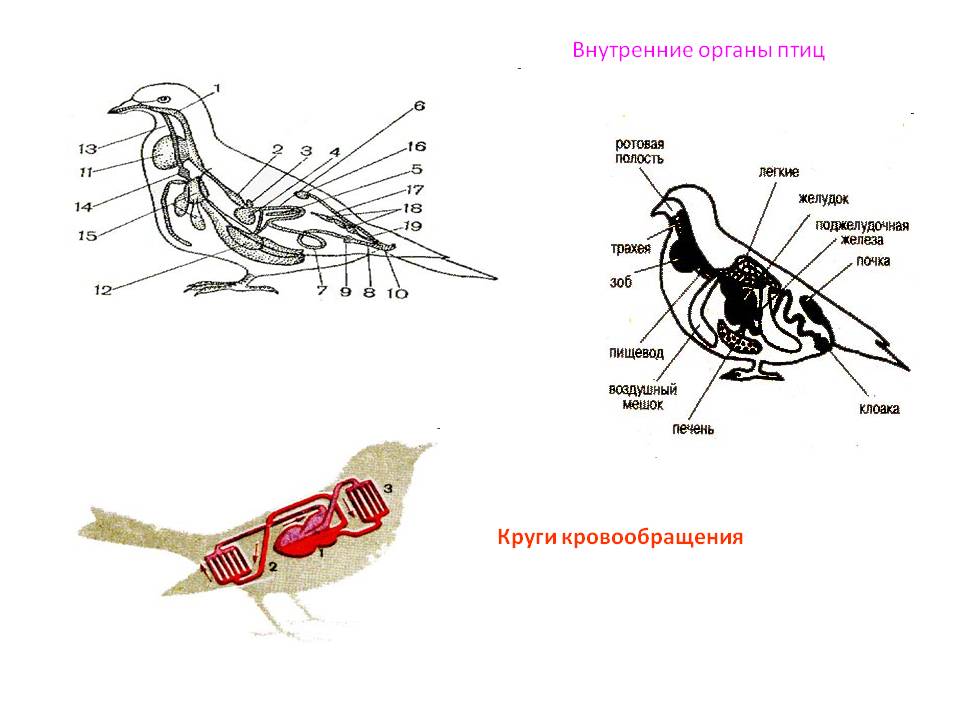 Внутренние органы птиц