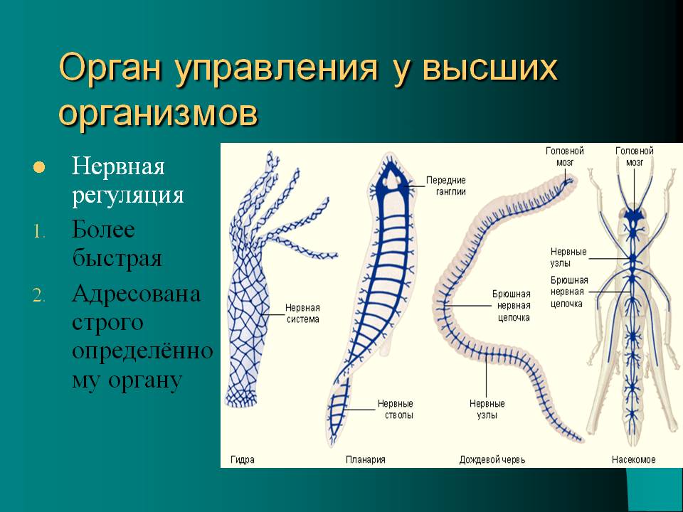 Орган управления у высших организмов
