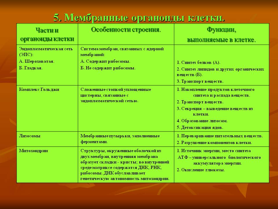 Мембранные органоиды клетки