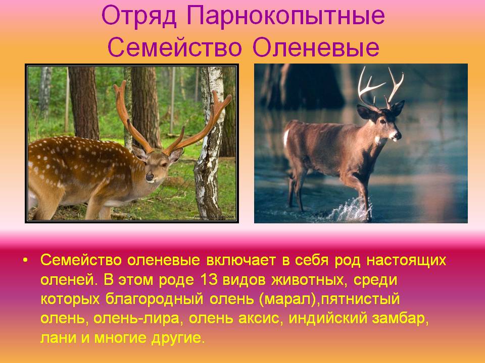Отряд Парнокопытные Семейство Оленевые