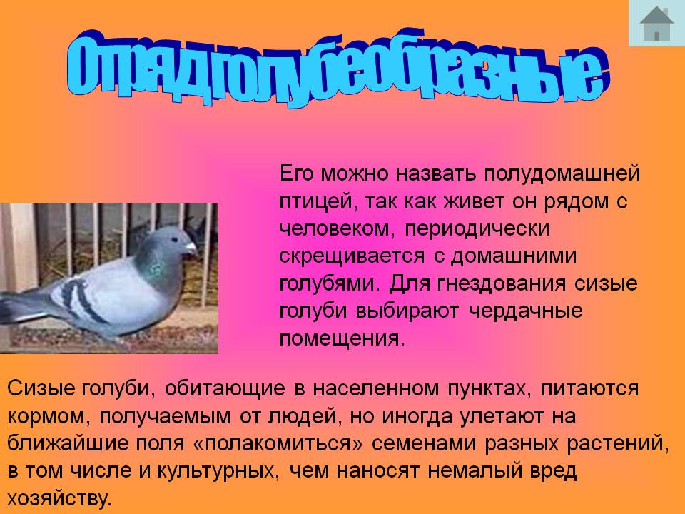 Отряд Голубеобразные