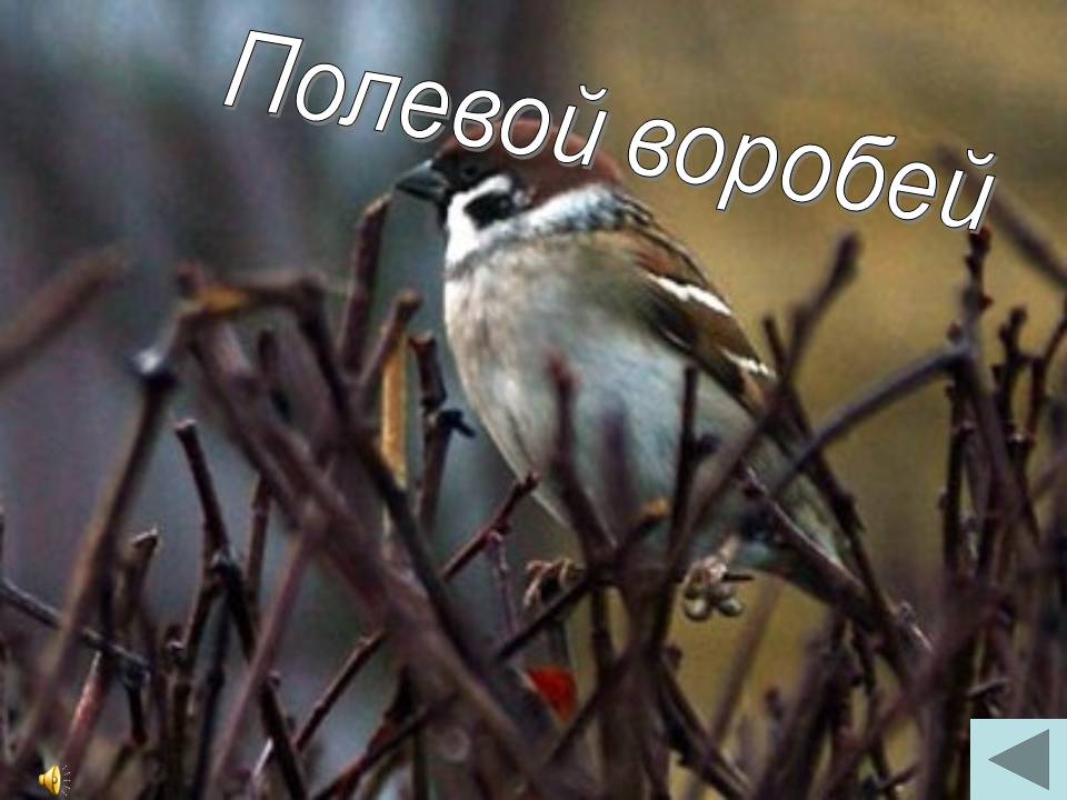 Полевой воробей