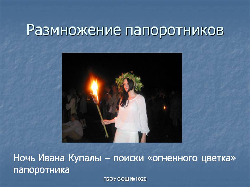 Размножение папоротников