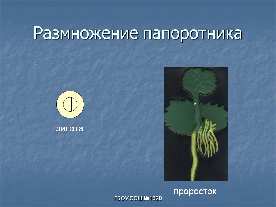 Зигота