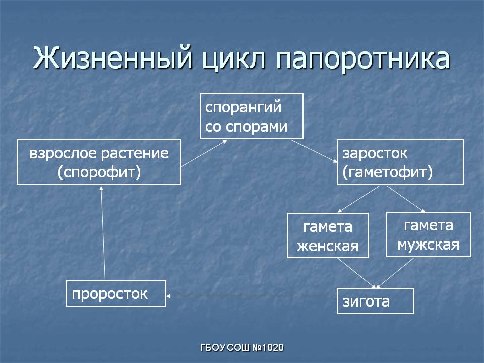 Жизненный цикл папоротника