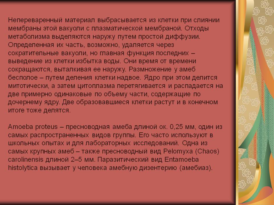 Непереваренный материал выбрасывается из клетки при слиянии мембраны