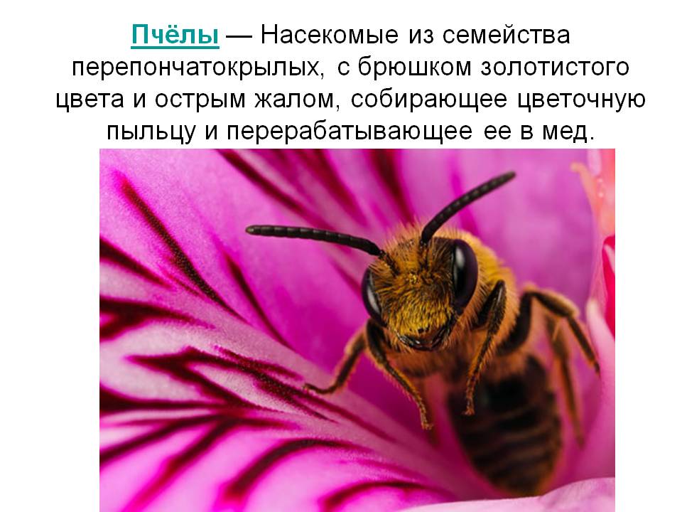 Пчёлы