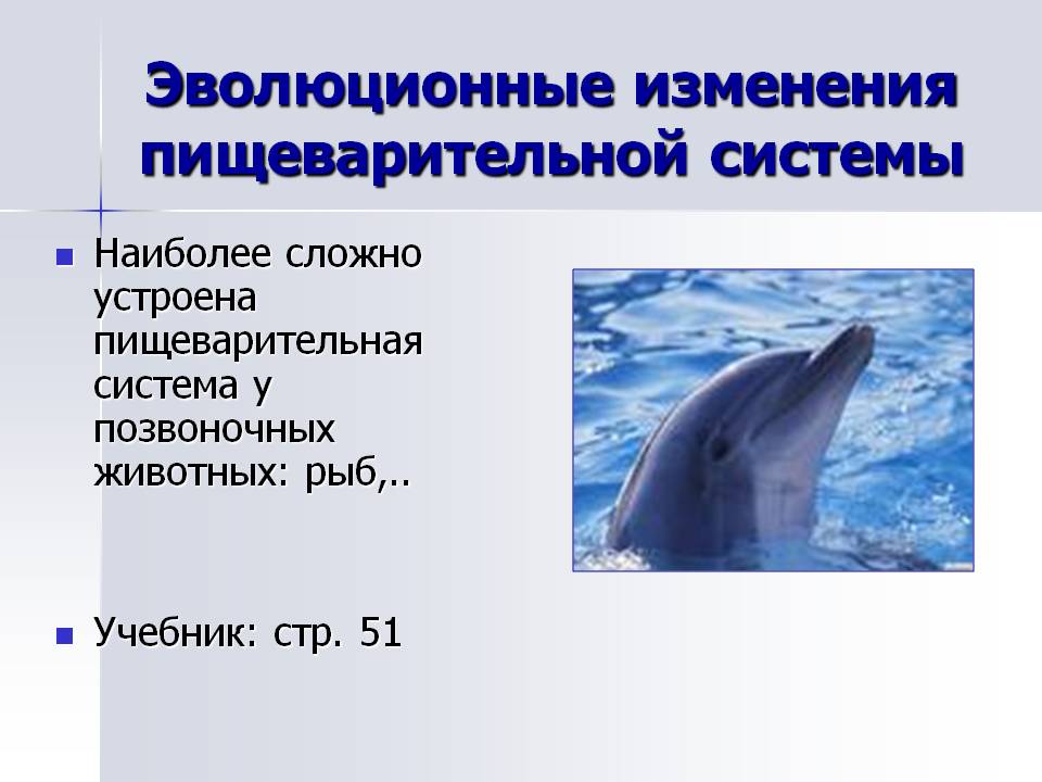 Эволюционные изменения пищеварительной системы