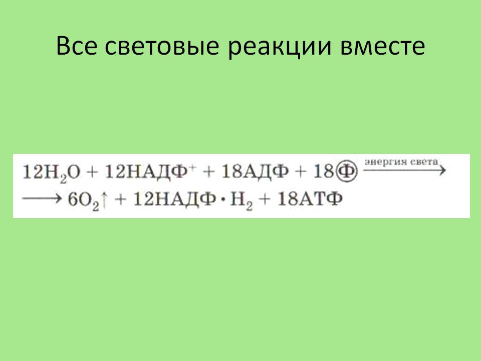 Световые реакции